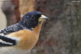 Attēlu rezultāti vaicājumam “Fringilla montifringilla male”