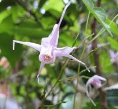 Attēlu rezultāti vaicājumam “Epimedium alpinum”