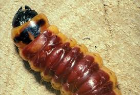 Attēlu rezultāti vaicājumam “Cossus cossus”