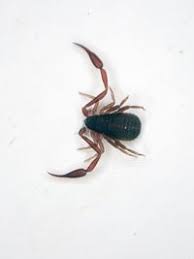 Attēlu rezultāti vaicājumam “Chelifer cancroides”