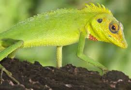 Attēlu rezultāti vaicājumam “Reptilia”