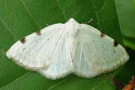 Attēlu rezultāti vaicājumam “Lomographa bimaculata”