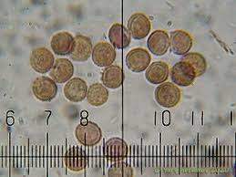 Attēlu rezultāti vaicājumam “Tubifera applanata macro”