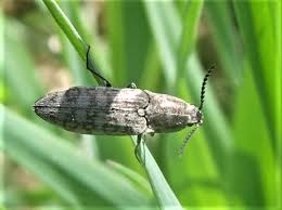 Attēlu rezultāti vaicājumam “Actenicerus sjaelandicus”