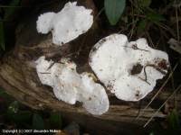 Attēlu rezultāti vaicājumam “Postia tephroleucus”