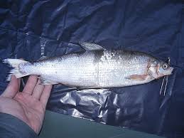 Image result for Coregonus oxyrinchus