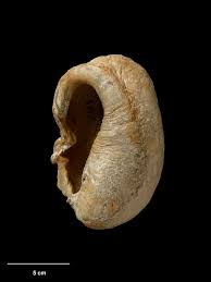 Image result for Balaenoptera borealis