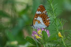 Attēlu rezultāti vaicājumam “Limenitis camilla”