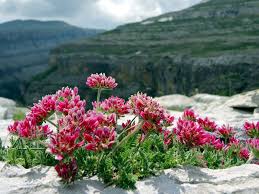 Image result for Anthyllis vulneraria rubra