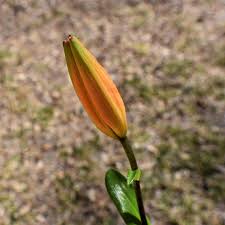 Attēlu rezultāti vaicājumam “Lilium lancifolium bud”