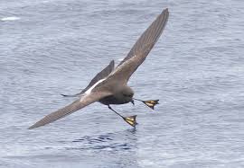 Image result for Oceanites oceanicus