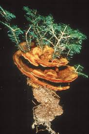 Attēlu rezultāti vaicājumam “Phaeolus schweinitzii”