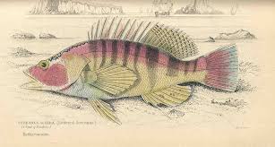 Image result for Serranus scriba