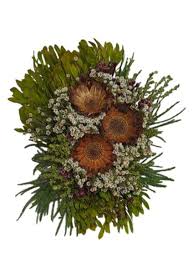 Attēlu rezultāti vaicājumam “Conardia compacta”