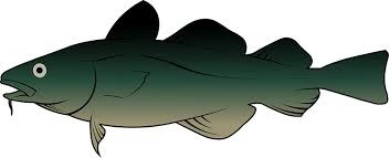 Image result for Gadus macrocephalus