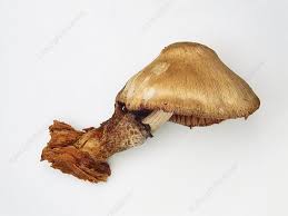 Attēlu rezultāti vaicājumam “Volvariella bombycina”