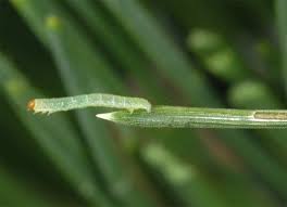 Attēlu rezultāti vaicājumam “Bupalus piniaria male”