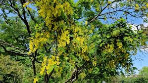 Attēlu rezultāti vaicājumam “Laburnum alpinum leaf”