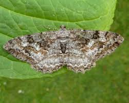 Attēlu rezultāti vaicājumam “Alcis repandata”