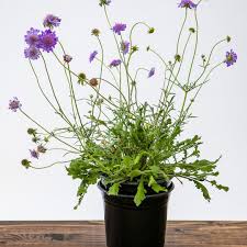 Image result for Scabiosa col.`Butterfly Blue`