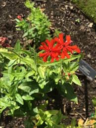 Attēlu rezultāti vaicājumam “Silene chalcedonica flower”