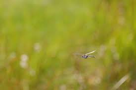 Attēlu rezultāti vaicājumam “Cordulidae”