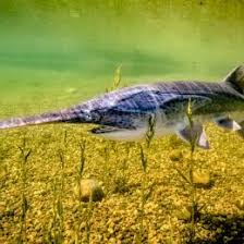 Image result for Polyodon spathula