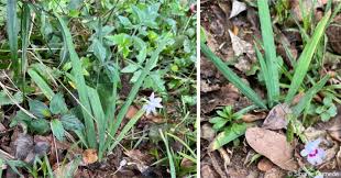 Attēlu rezultāti vaicājumam “Lophozia laxa”