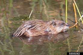 Attēlu rezultāti vaicājumam “Ondatra zibethicus”