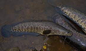 Image result for Channa argus