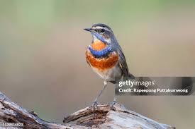 Attēlu rezultāti vaicājumam “Luscinia svecica”