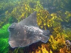 Image result for Myliobatis freminvillei