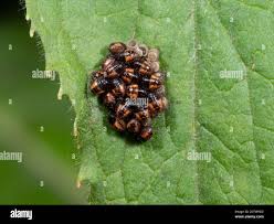 Attēlu rezultāti vaicājumam “Palomena prasina nymph”