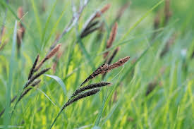 Attēlu rezultāti vaicājumam “Carex acutiformis”