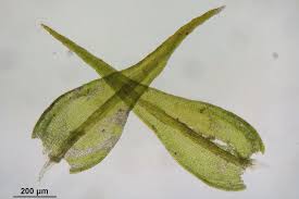 Attēlu rezultāti vaicājumam “Pseudoleskeella nervosa”