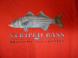 Image result for Morone saxatilis