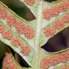 Attēlu rezultāti vaicājumam “Polypodium vulgare”