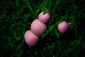 Attēlu rezultāti vaicājumam “Lycogala irregulare macro”