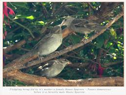 Attēlu rezultāti vaicājumam “Passer domesticus juvenile”