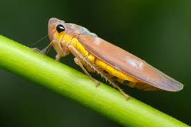 Attēlu rezultāti vaicājumam “Cicadellidae”