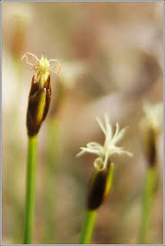 Attēlu rezultāti vaicājumam “Trichophorum cespitosum fruit”
