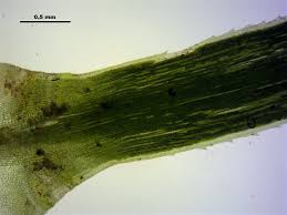 Attēlu rezultāti vaicājumam “Polytrichastrum longisetum”