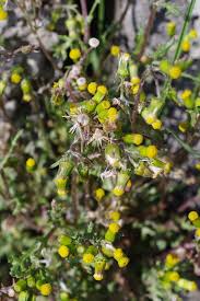 Attēlu rezultāti vaicājumam “Senecio vulgaris”