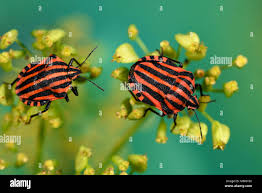 Attēlu rezultāti vaicājumam “Graphosoma lineatum imago”