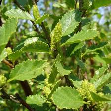 Attēlu rezultāti vaicājumam “Betula humilis”