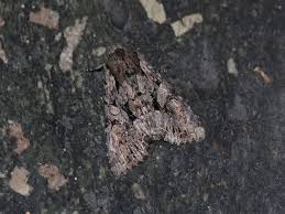 Attēlu rezultāti vaicājumam “Lacanobia contigua”