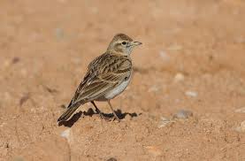 Image result for Calandrella brachydactyla