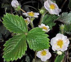 Attēlu rezultāti vaicājumam “Fragaria vesca”