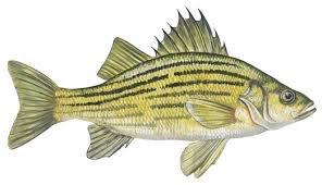 Image result for Menticirrhus saxatilis