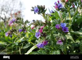 Image result for Lungenkraut